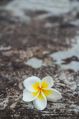 Fototapeta na wymiar Flower on floor