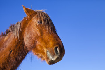Wild Mustang Horse in the Nevada desert.