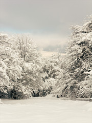 forest glade in the snow, winter landscape