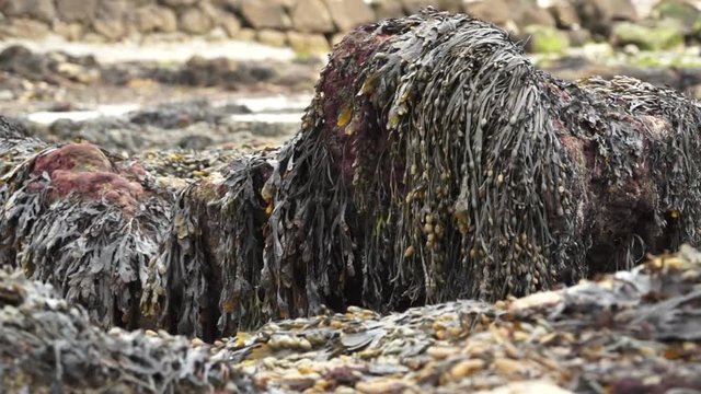 Seaweed on the beach