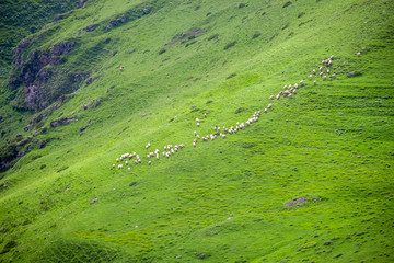 Fototapeta premium Sheep herding on mountain slope, Geogria