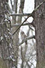 降雪の中のフクロウ(Ural owl)