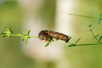 Caterpillar on the grass. Photo