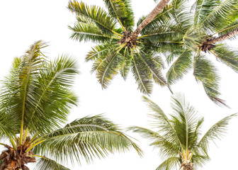 Fototapeta na wymiar palmes de cocotiers sur fond blanc 