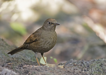 Grey-winged Blackbird,Bird,Wild bird (female)