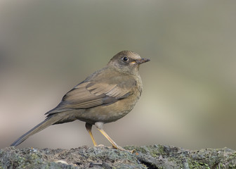 Grey-winged Blackbird