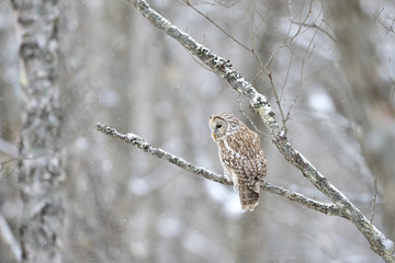 降雪の中のフクロウ(Ural owl)