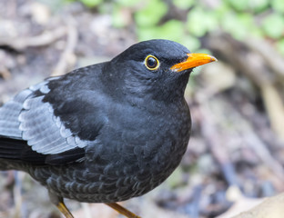 Turdus boulboul 