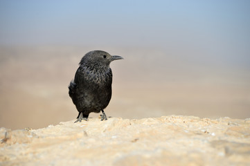 Tristram's starling on the ruins of an ancient fortress