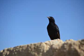 Tristram's starling on the ruins of an ancient fortress
