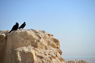 Tristram's starling on the ruins of an ancient fortress