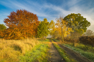autumn morning, a wonderful, vibrant colors of the leaves on the