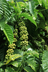 Berries coffee close-up