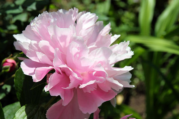 Romantic pink peonies in spring garden.
