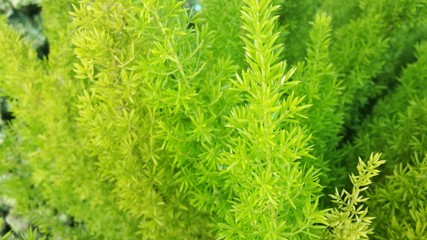 the close up of fresh herb green tree