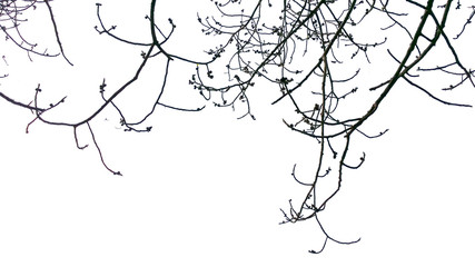 the dry tree branch isolated on white background