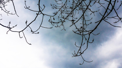 the dry tree branch on raincloud sky background
