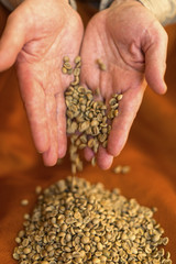 Hands cupped pouring raw coffee beans.