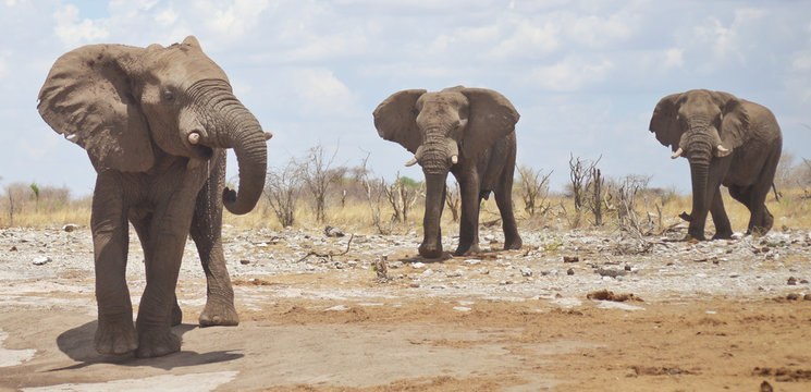 elephants in Africa