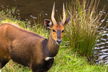 Bushbuck closeup. Aberdare, Kenya