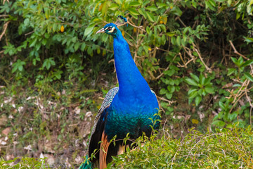 Aberdare Country Club. Peacock. Kenya, Africa