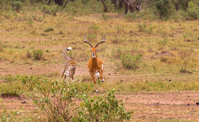 Photo series: Cheetah hunting for big Impala. The endgame episode. Masai Mara, Kenya