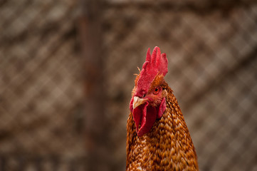 Wonderful cock with wonder looks at you