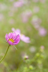 Cosmos field　コスモス