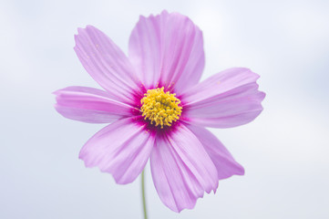 A cosmos flower　コスモスの花
