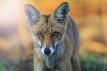 fox beautiful portrait at sunrise with sunny hotspot