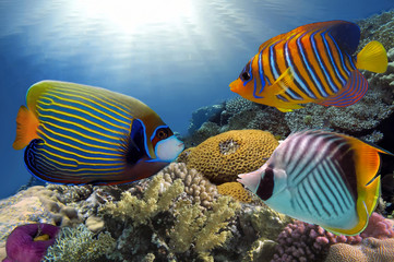 Naklejka na ściany i meble Wonderful and beautiful underwater world with corals