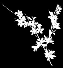 blossoming cherry tree isolated branch wite silhouette