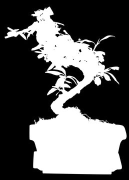 bonsai tree in pot silhouette isolated on black
