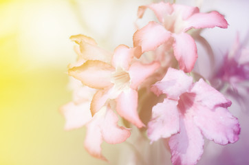 blur flower background with color filter
