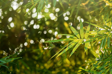 Closeup bamboo leaf at garden in the morning.Selective focus