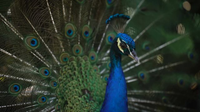 Close up of wonderful peacock with his bright plumage, neck and train. Image of wild indian peafowl with fantastic colours of his feathering and spreading tail.