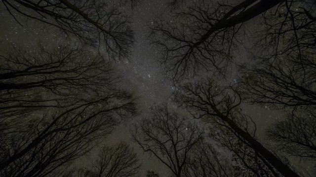 Starry Sky Milky Way Timelapse In a Forest - Time lapse shot In a Forest. low/ wide angle shot looking up to the sky with trees towering overhead as the milky way galaxy crosses the night sky.