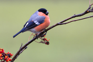 Male of Eurasian bullfinch. Pyrrhula pyrrhula