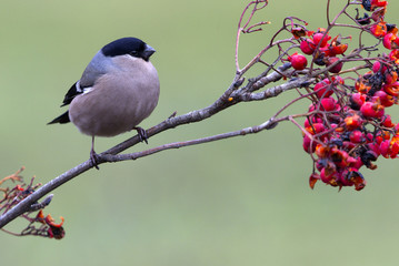 Female of Eurasian bullfinch. Pyrrhula pyrrhula