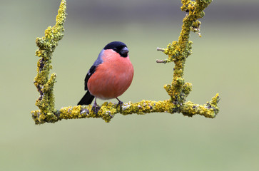 Male of Eurasian bullfinch. Pyrrhula pyrrhula