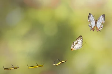 Crédence de cuisine en verre imprimé Papillon Transformation de la carte commune (Cyrestis thyodamas) papillon