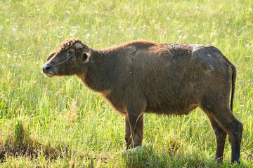 Water buffalo eating grass on meadow nature background.