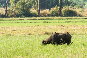 Water buffalo eating grass on meadow nature background.