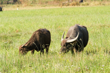 Water buffalo eating grass on meadow nature background.