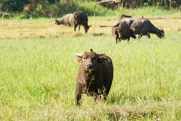 Water buffalo eating grass on meadow nature background.