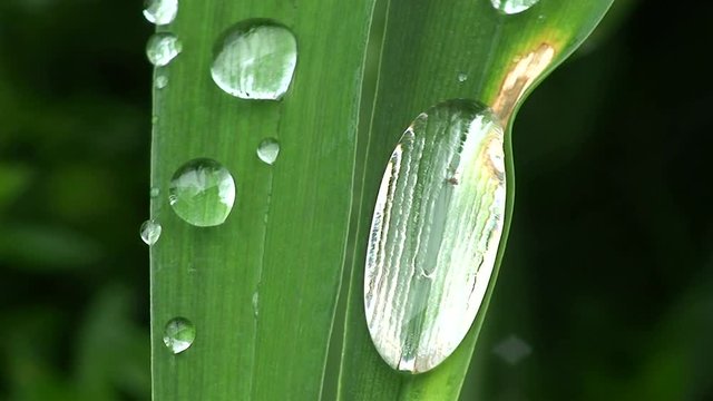 Ein gro&szlig;er und mehrere kleine Wassertropfen zittern auf einem vom Wind bewegten gr&uuml;nen Blatt (Makroaufnahme)