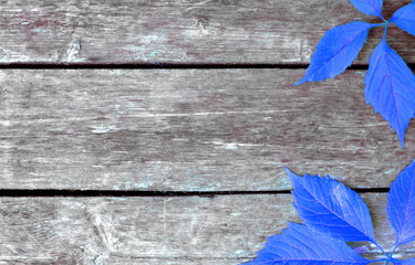blue leaves on the wooden background