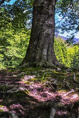 tree roots and sunshine in a green forest
