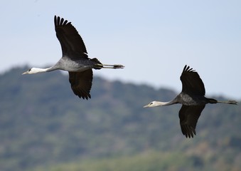 出水市で越冬する鶴