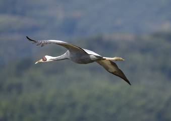 出水市で越冬する鶴